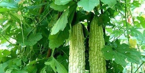 苦瓜和以下東西是“克星”,盡量少搭配,可能影響健康