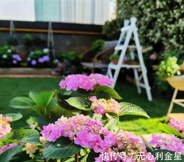 矾根|为了300㎡露台花园,毫不犹豫买了这房子,在城市屋顶过上田园生活!