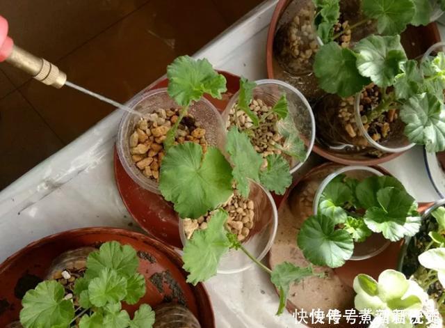 扦插最佳时期到了,有这花赶紧插,沾土就能活!