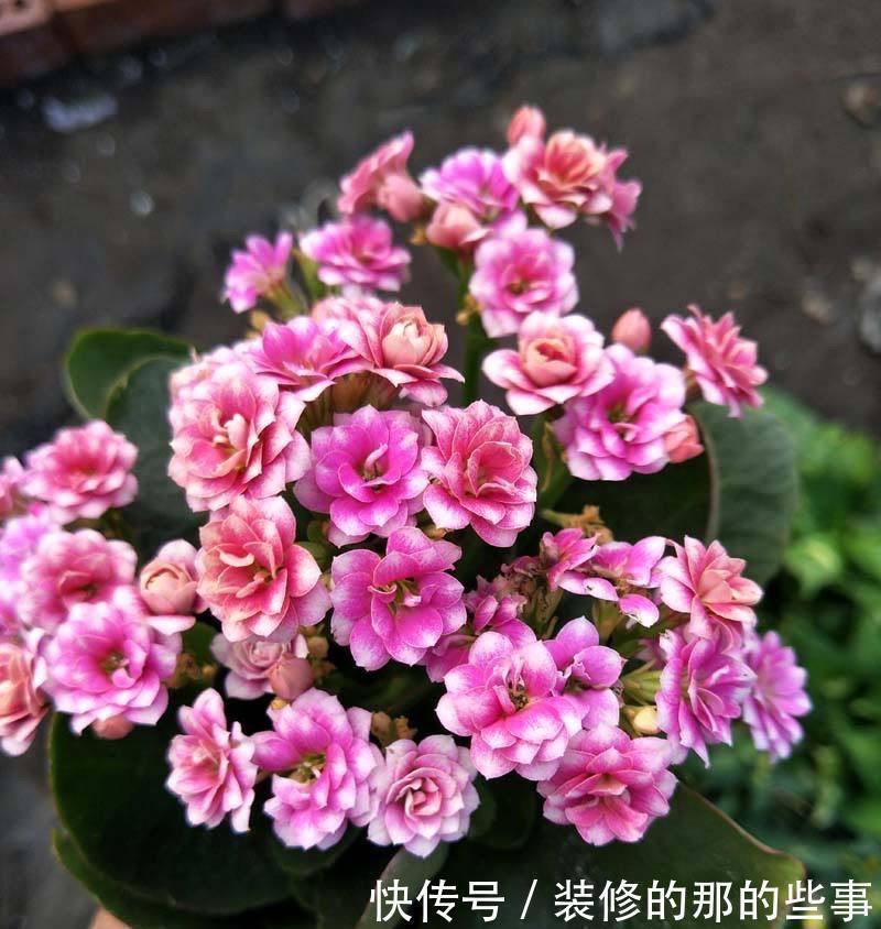 让长寿花开花，做好“两点”，叶子又绿又壮，花苞多开花快