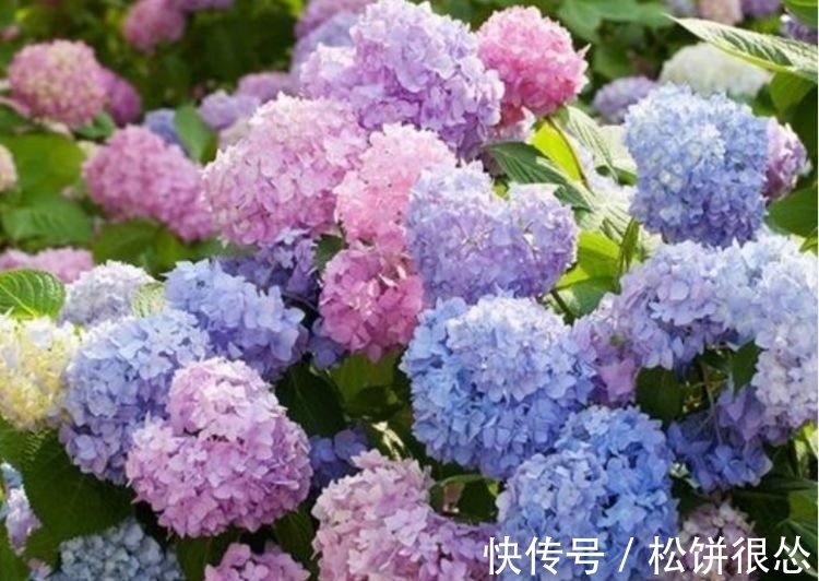 凤仙花|夏天养花，不妨养这四款花，盛开时繁花似锦，花色美轮美奂