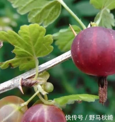 胆固醇|夏天来了,适合常吃3种食物,滋阴补阴,预防色斑,皮肤越来越好