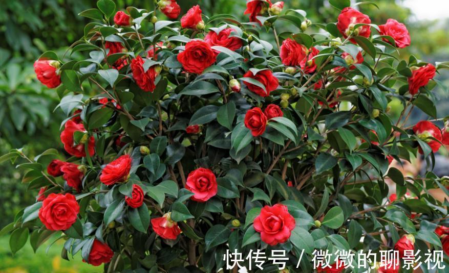 12月养3种花,别急着搬进室内,丢在外面冻一冻,花苞更多开得艳