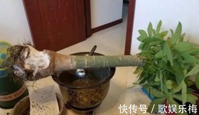 君子兰|容易被水浇死的“14种花”,手太勤反而养不活