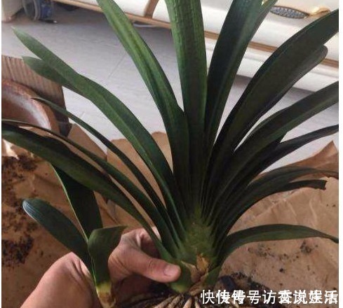 植株|花卉什么时候换盆才最好一直都没注意，怪不得换完花就蔫儿了