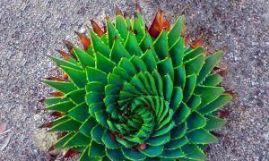  芦荟|物以稀为贵，1盆芦荟上万元，就这颜值？你值得拥有