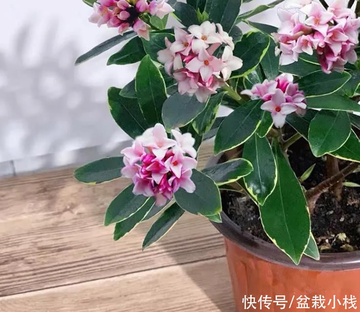 叶子带金边，花朵像“绣球花”，野外若是见到，别不重视