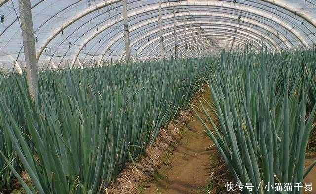 颈椎|大葱+红糖，效果神奇，奶奶脖子不痛了，就连头晕手麻也不见了！