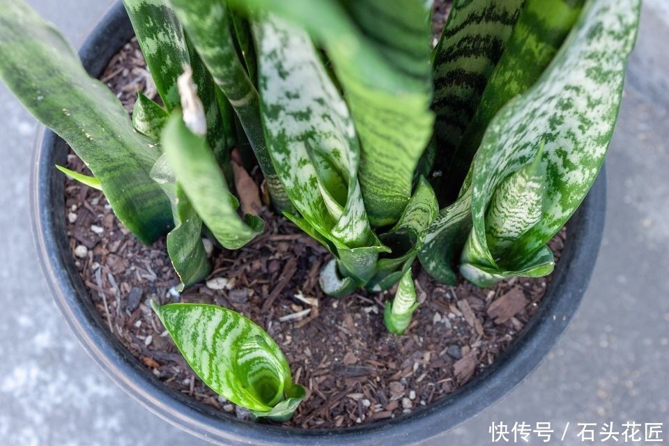 家里“4种东西”变质,埋在花盆里都“好肥料”,根壮、叶子绿