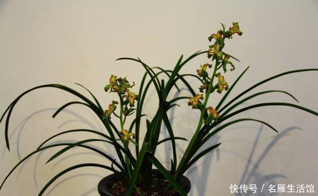 建兰|知道兰花有多少个兰花一共有7个种类,知道你养的那种吗