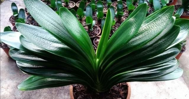 植株|君子兰叶子出现褶皱，3个方面没有做好，应及时改正