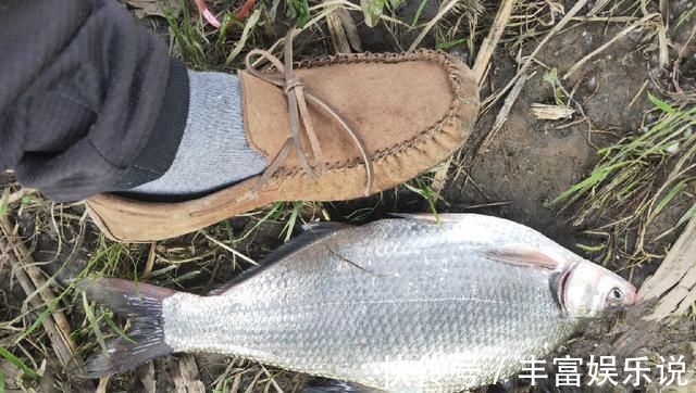 钓友|野钓鳊鱼时的实践技巧,老钓友详细讲解,非常实用