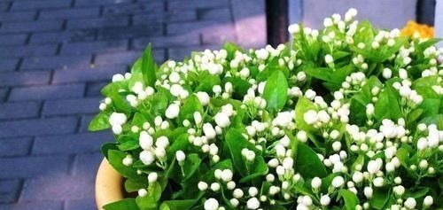 营养液|最厉害的养花营养液：给茉莉花喝一勺，叶片翠绿，开出层叠群花