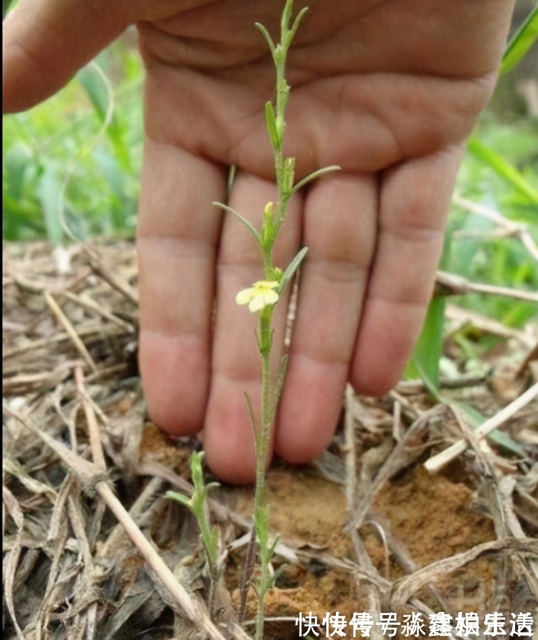 坟头|农村有一“野草”,专挑坟头生长,晒干后用来卖,价值胜过黄金