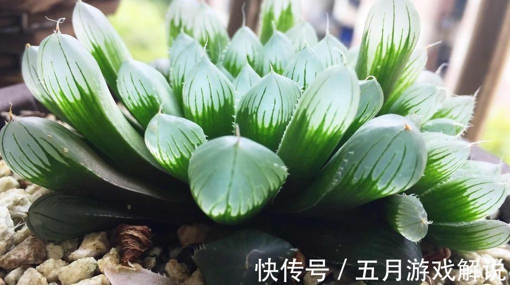 养护多肉植物别光关注浇水,合理配土才是关键,这样才是佛系养肉