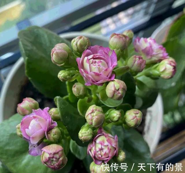 天冷了,这4种花,大肥大水要跟上,年底开爆盆