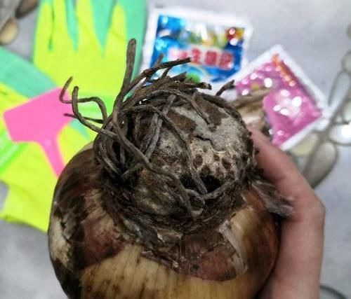 朱顶红养成古董,养了10多年,一盆50个球,水缸都长满了