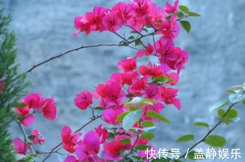 植物|三角梅，“3个”细节点，一个重要修剪，缺一不可，开花“艳丽”