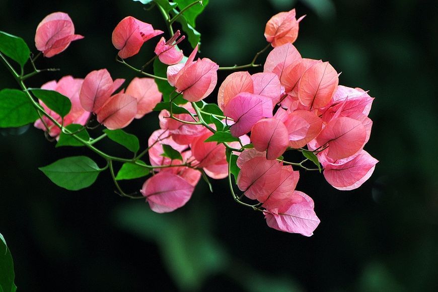 “传说中”养不死的花!一根枝条插土里,“小苗”蹭蹭往上长!