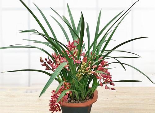 温差|兰花和君子兰不开花、不长叶、不发芽?问题就在三点,试试吧