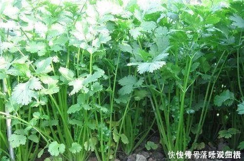 胡荽|号称“最古老调味料”,拔起来就能吃,有人顿顿吃,有人闻了想吐