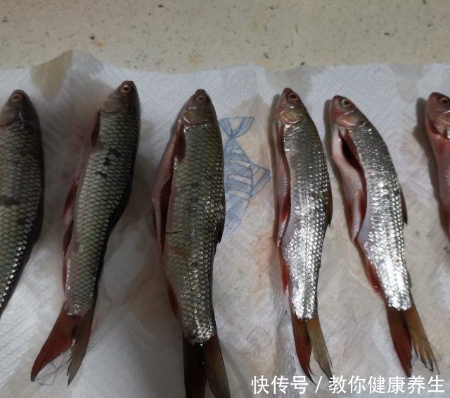 油炸青皮嫩，外酥里嫩，不错的下酒菜！