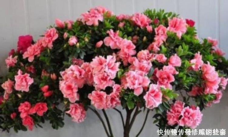 档次|养花就养这几款,名字好听,开更美,开花漂亮上档次!