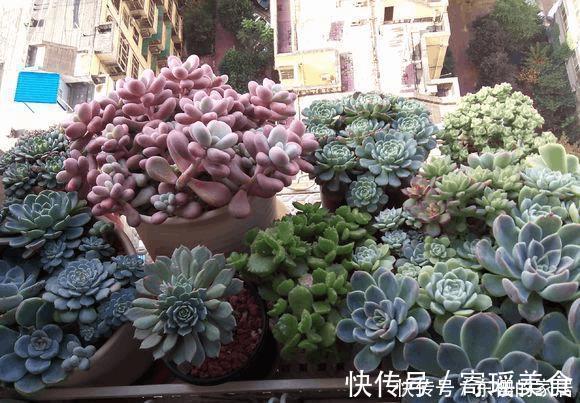 多肉|往土里扔点这个料，多肉胖成了小肥子