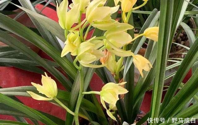 芒种过后，自制3种“浇花肥水”，一个月喂2-3次，根壮叶绿、花艳