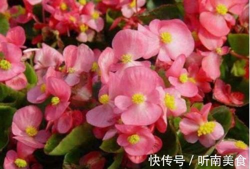 养花就养4种花,好养易活花量大,家里变花海,邻居都羡慕!