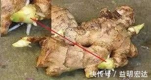 冬天|切块生姜放水里，7天发芽，3个月结出一桶姜，原来生姜是这么种的