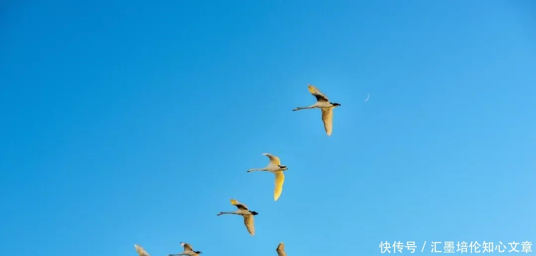 落幕|《中国诗词大会》第五季落幕,10首开场诗词,让人久久回味!