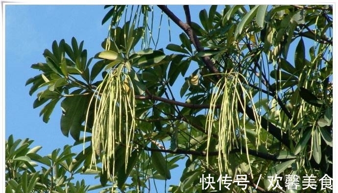 真面条|此树是天然“面条”，成熟后直接煮，比真面条都好吃