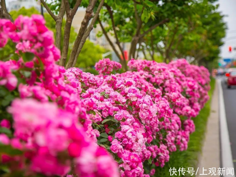 上师大|打卡！这里的繁花似锦，藏不住啦