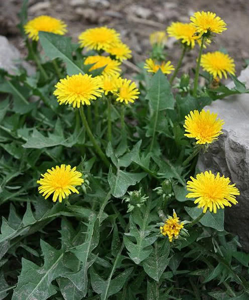 喜欢养花,不如养盆荷花,赏心悦目,淡雅别致