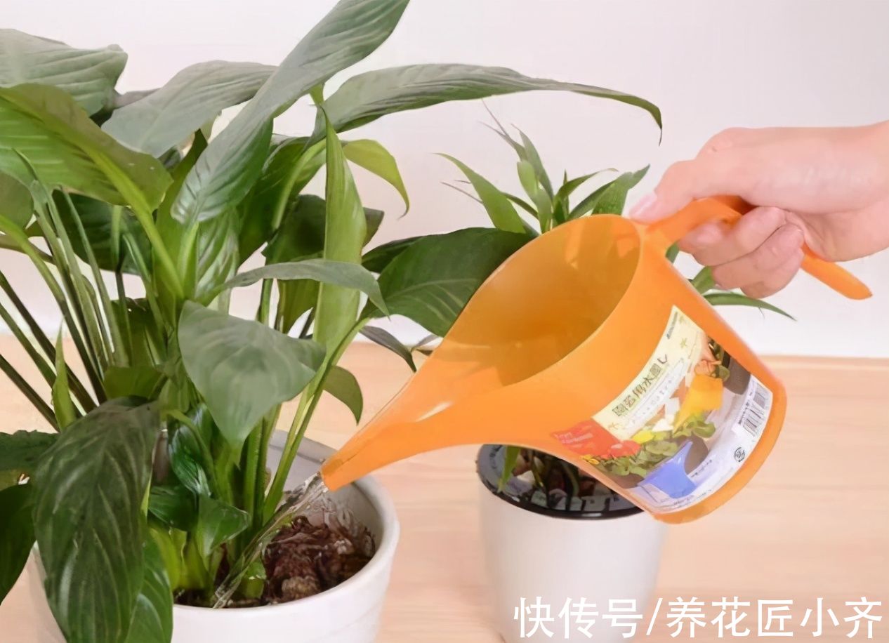 秋天|秋天养花别信“偏方”,正儿八经养花,才能长得旺盛,彻底开爆盆