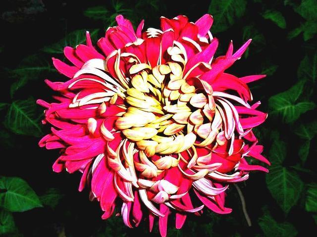 喜欢菊花，就养盆“菊中珍品”华清宫，似桃吐丹霞，亲切妖娆