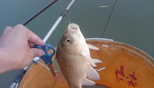 鲫鱼|手竿钓鲫鱼经常跑鱼,可以试着这样调整,让中鱼率飙升几倍