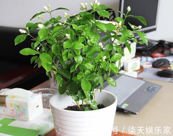 给4种花“吃醋”,30天浇“1斤”,枝叶乱窜,天冷一样长!