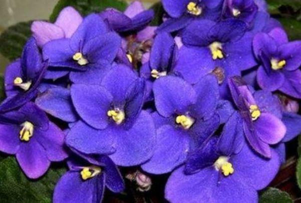 养花就养4种花,浇水就疯长,开花爆盆很容易