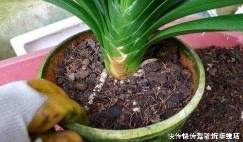 植株|君子兰生长静止了,来几杯“唤醒水”,叶子窜得快花箭冒出来!