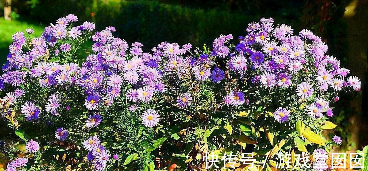 3种紫花好养又美丽,阳台摆几盆,花朵砰砰开成球,惊艳极了