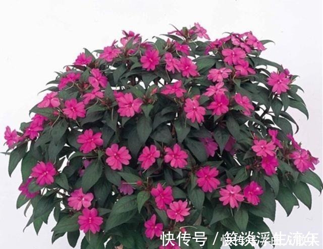 盆栽|比太阳花好看好养的盆栽，高温风雨都不怕，花开满枝，美若花仙！