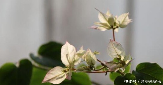 开花期|三角梅只长叶子不开花老花友教你一招,一次能开大半年