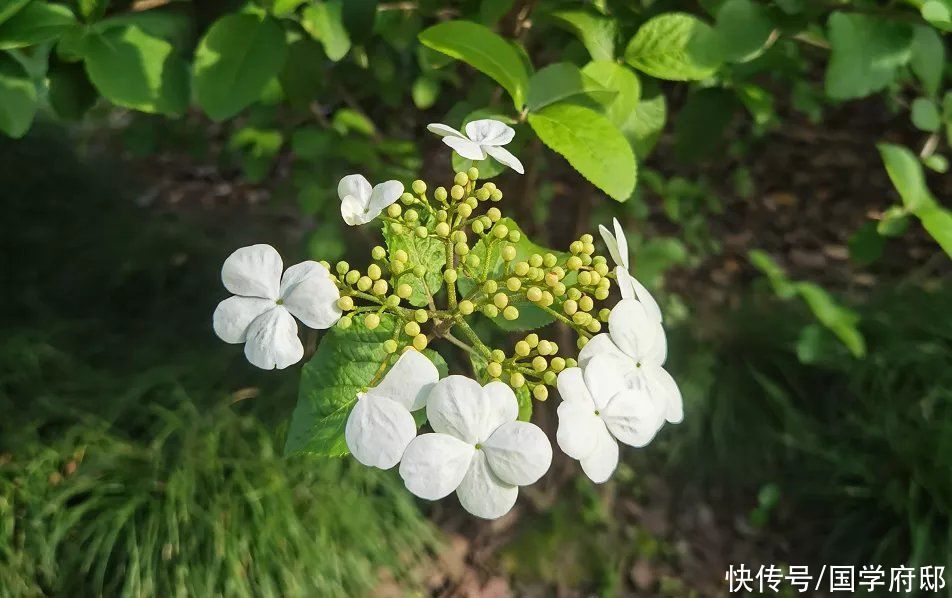 农历三月到了 春日将尽 邂逅最美暮春诗词 全网搜