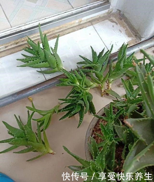 8种镇宅花,窗户边养一棵,霸气又镇宅!