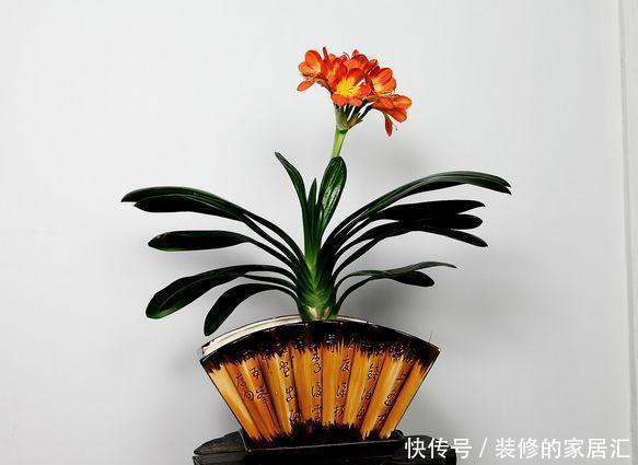 配土|养花不知道怎么配土?用这五种废料就够了