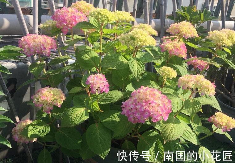 花卉|适合秋季扦插的4种花，掌握住方法，成活率比其他季节高得多