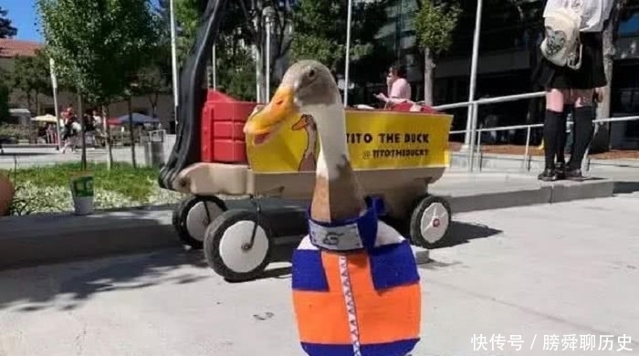 漫迷玩cos已经很厉害，看到猫和鸭，漫迷：世界无奇不有！