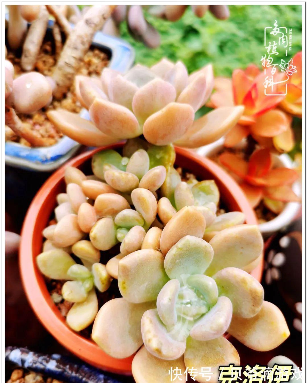 养多肉是喜欢,顺其自然是心境!